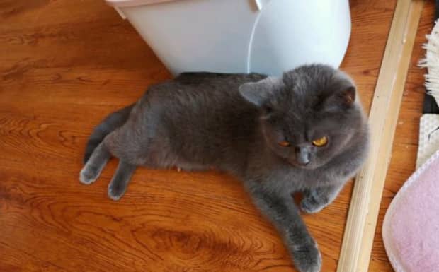 猫最爱吃的四种食物