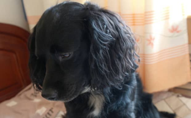 英卡是小型犬吗英卡好养吗