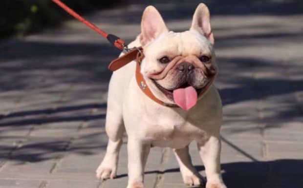 法斗犬的优缺点是什么