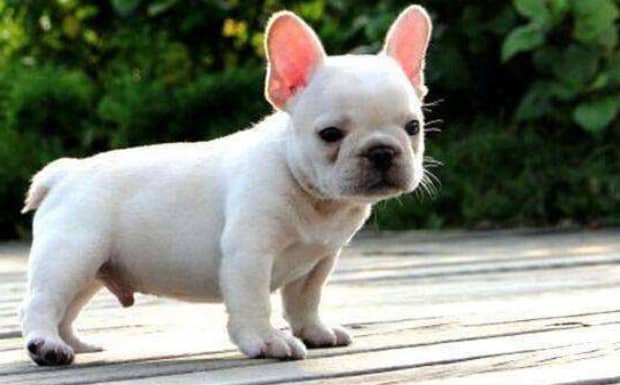 法斗犬优缺点有哪些
