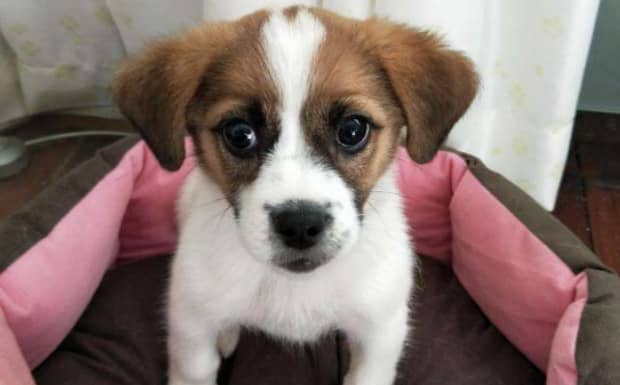 犬窝咳治疗基本知识