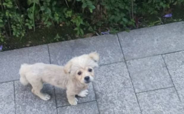 家里养的宠物狗丢了有什么说法吗 家里养的宠物狗丢了有什么说法吗