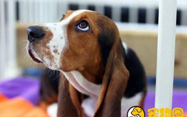 比格/米格鲁犬和巴吉度犬有什么区别 比格/米格鲁犬和巴吉度犬有什么区别