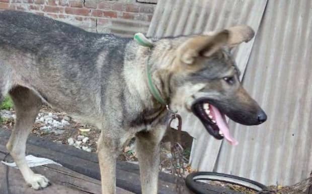 狼青犬几个月长得最快