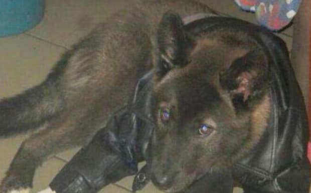 狗携带狂犬病毒大概会在多少天死亡