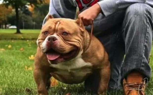 恶霸犬什么颜色最帅