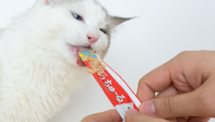 猫条可以天天给猫咪吃吗