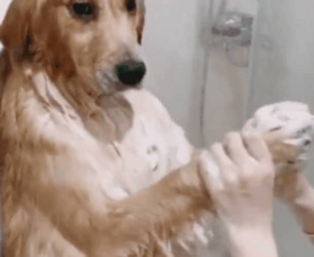 怎样给狗洗澡