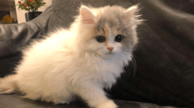 长毛猫几个月开始长毛 长毛猫几个月开始长毛