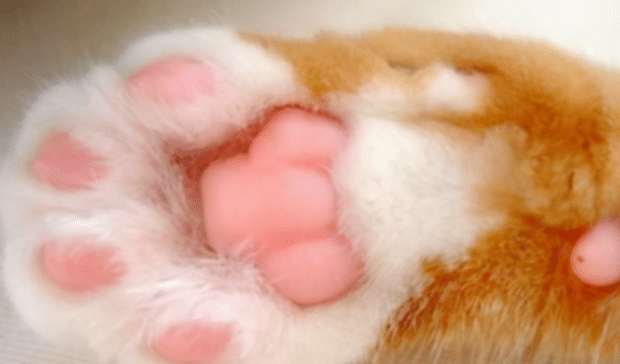 猫咪脚垫热是什么原因