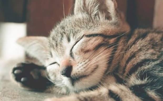 猫咪得耳螨会传染人吗