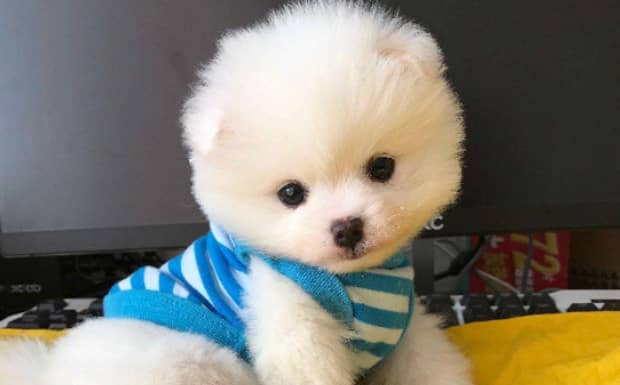 茶杯犬好不好养