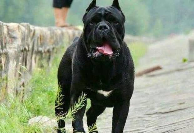卡斯罗犬的优缺点