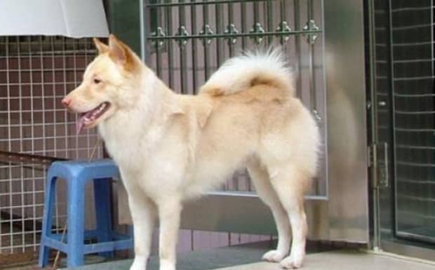 为什么海口不让养中华田园犬