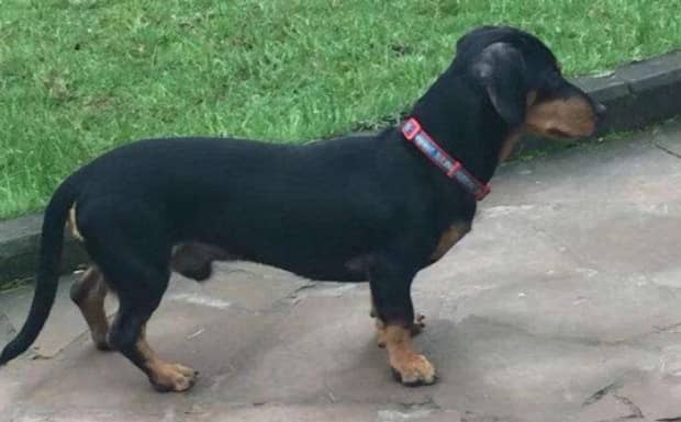 腊肠犬为何养的人少原因有7个