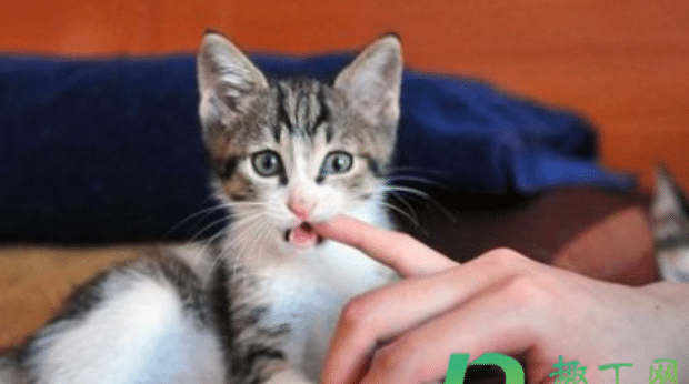 猫咪瞳孔变圆是什么意思