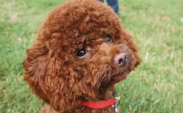 什么品种的小型犬适合家养