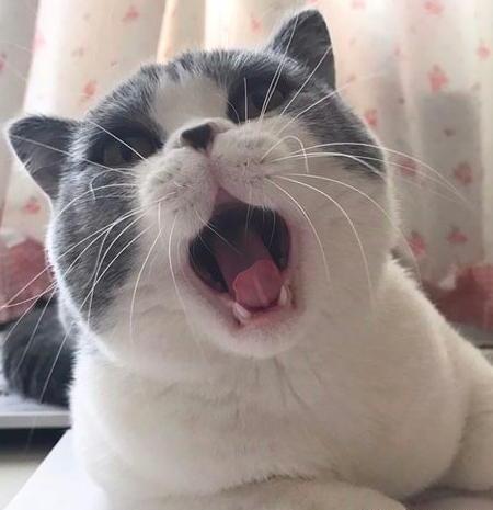 如何治疗中毒的猫