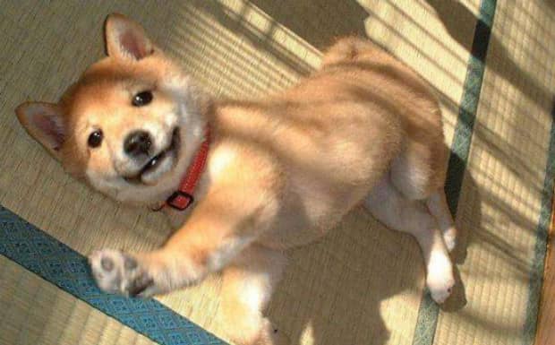 犬的种类