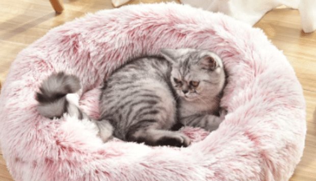猫咪睡床上会不会对我身体不好