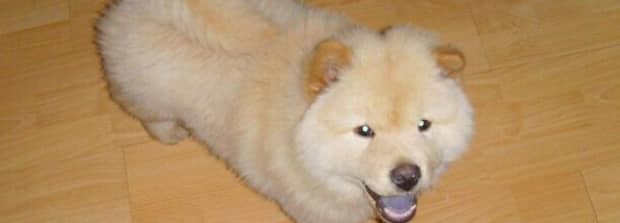 松狮犬的舌头为什么是黑的啊