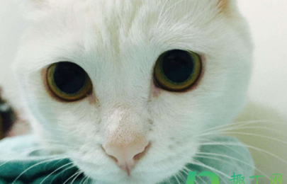 猫咪瞳孔变圆是什么意思
