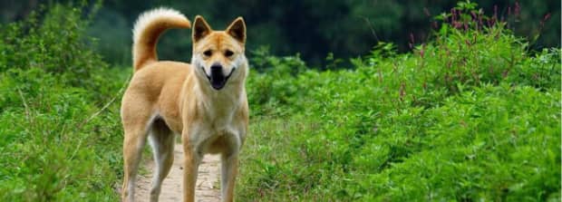 为什么海口不让养中华田园犬