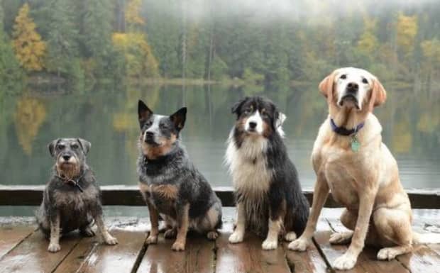 哪里有纯种中华田园犬