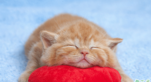  猫咪老是抓伤口怎么办