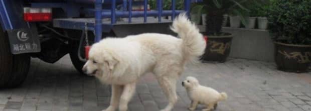 大白熊犬为啥禁养