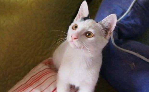 幼猫怎么鉴别公猫母猫