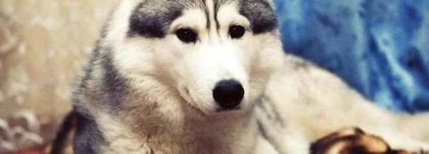 狗狗能不能吃面包
