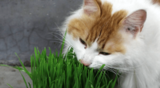 猫草用什么种的比较好 猫草用什么种的比较好