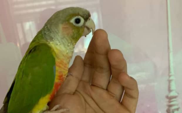 鹦鹉怎么养
