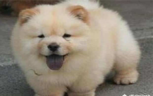 世界十大傻狗排名哈士奇都没进前三斗牛犬超凶猛