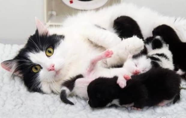 猫绝育什么好处