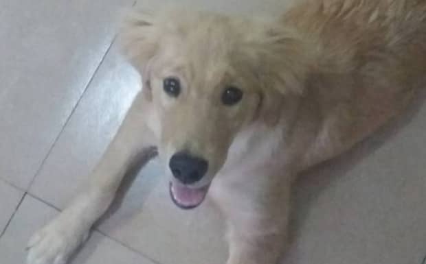 狗狗拉稀怎么办吃什么药