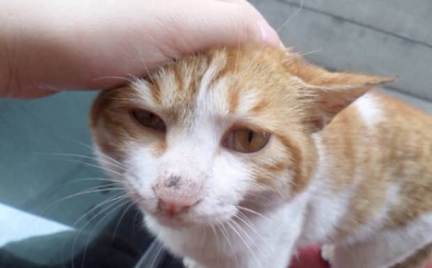 猫咪恨主人的十种表现是怎样的