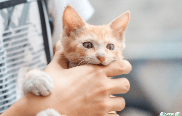 猫咪要定期驱虫吗