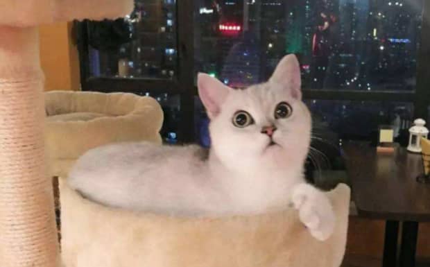 给孩子养猫的利弊 给孩子养猫的利弊