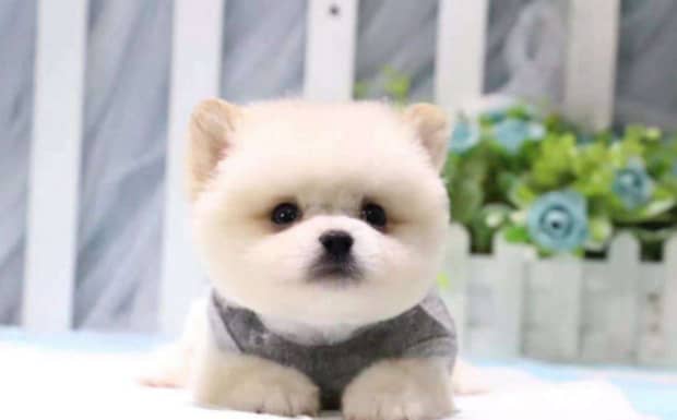 茶杯犬好不好养