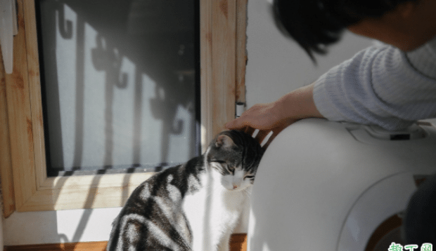 小猫总吃猫砂是咋回事