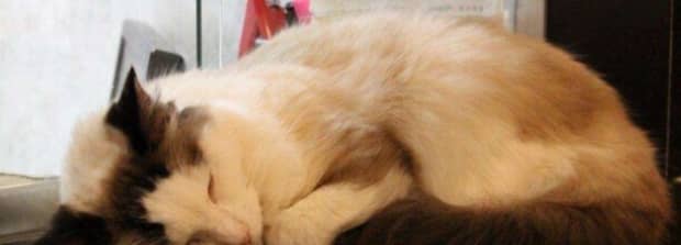 大猫舔新来的小猫是什么意思 大猫舔新来的小猫是什么意思