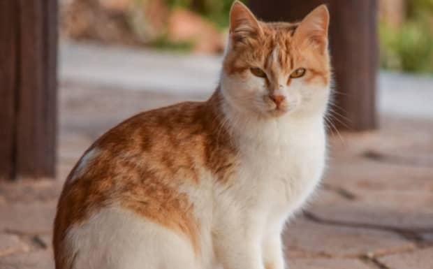 要猫好还是养狗好为什么家里老人都认为养猫不好 要猫好还是养狗好为什么家里老人都认为养猫不好