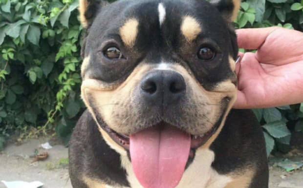 现在一只小恶霸犬需要多少钱