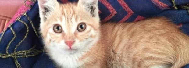 猫猫不能吃什么