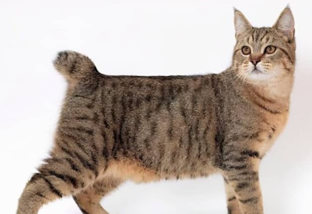 宠物猫的品种及图片-世界上最可爱的猫品种前十名