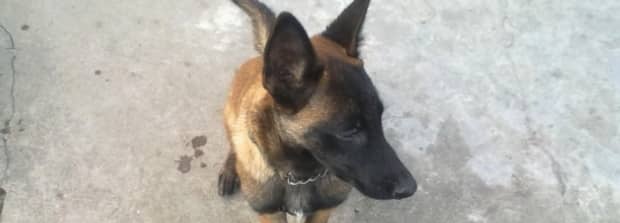 马犬多大变凶