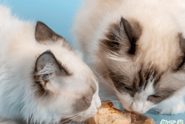胀罐的猫罐头还能喂给猫吃吗