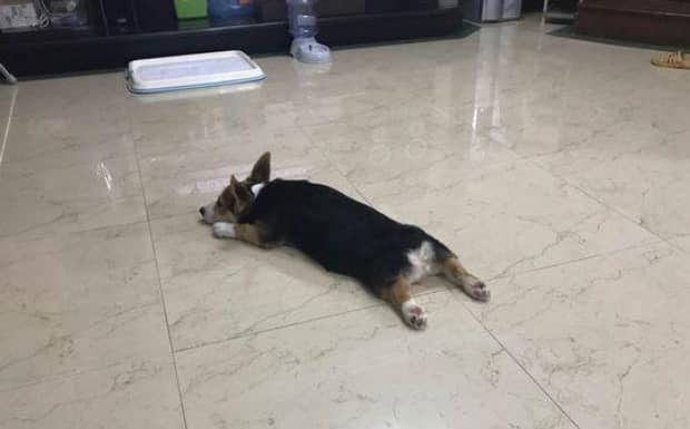 狗狗尿尿有血是什么原因 狗狗尿尿有血是什么原因